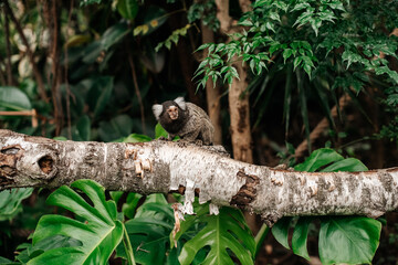 cotton-top tamarin, Saguinus oedipus - small New World monkey sits on a branch. Denizen tropical forest edges and secondary forests in northwestern Colombia.