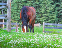 Clydesdale Chestnut Colored Horse Grazing In A Field Of Fresh Clover