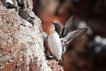 Sticker - Common murre on the Helgoland island. Common guillemot nesting on the cliffs. A colony of seabirds. European wild birds.