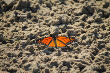 Monarch Butterfly In The Sand At Sauble Beach