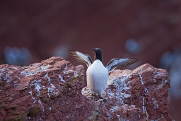 Sticker - Common murre on the Helgoland island. Common guillemot nesting on the cliffs. A colony of seabirds. European wild birds.