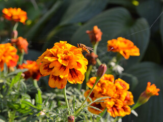 Bee on a red and yellow marigold flower