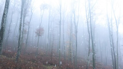 Wall Mural - First snowflakes in morning foggy woods landscape. 