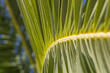 Liść palmy w promieniach słońca