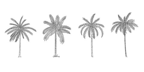 vector illustration of palm tree sketch for design, website, background, banner. hand drawing floral