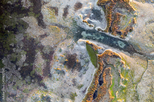 Fotografía beautiful view from a height of 30 meters to the swamp lagoon with different veg
