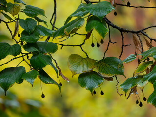 Wall Mural - yellow leaves on a day