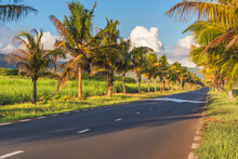 Countryside Road Lined With Palm Trees In The South Part Of Mauritius Island On A Sunny Day