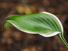 Closeup From Th Side Of A Variegated White And Green Curvy Hosta Leaf