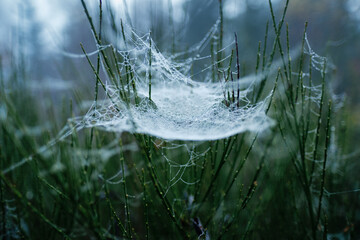 Spider web
