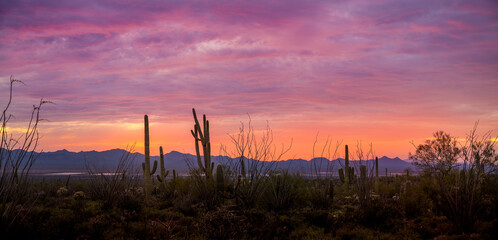 Wall Mural - A dramatic sunset close to Scottsdale Arizona hiking trail with Saguaro Cactus.