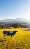 Fototapeta  - Polish cow on a beautiful mountain pasture - Zakopane