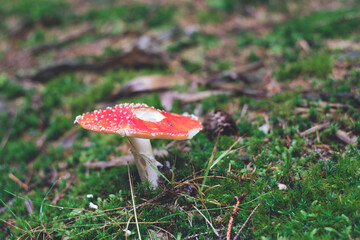 Wall Mural - High angle shot of Amanita muscaria on the forest ground