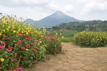 Wall Mural - cosmos caudatus flower garden, yellow flowers native to latin america and west indies against the ba