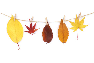 colorful fallen leaves isolated in white background