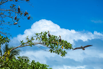 Wall Mural - costa rica, pelican, bird, water