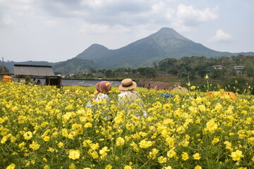 Wall Mural - enjoy the beauty of the cosmos caudatus flower garden, yellow flowers native to latin america and we