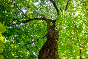 Beautiful bright view of the green crown of a forest tree
