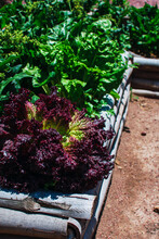 Purple Lettuce In Home Garden
