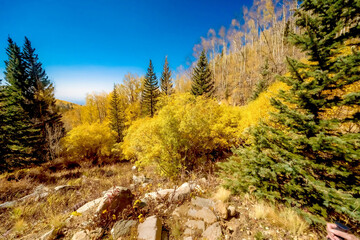 Poster - Beautiful autumn landscape with yellow trees and blue sky in New Mexico, USA