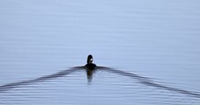 Sunny View Of A Bufflehead Bird Swimming In A Pond