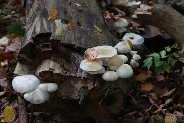 Wall Mural - Closeup shot of white forest mushrooms grew on the fallen tree.