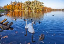 Swans On The White Lake. Palace Park. Gatchina. Leningrad Region. Russia