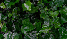 A Patch Of Ivy Wet With Mist