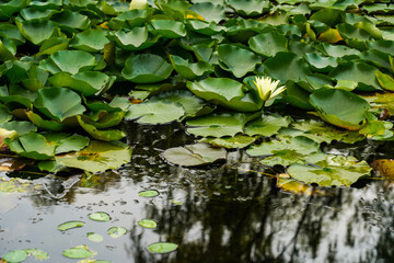 Wall Mural - Close up image of Green lotus flower leaf floating at the pond