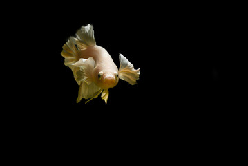 Wall Mural - Gold color betta fish background with copy space