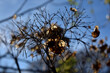 © mavicfe - Primer plano de una flor seca de hortensia durante el atardecer del invierno. Hermoso fondo floral natural en el jardín. Enfoque suave con cielo azul.