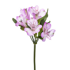 Wall Mural - Alstroemeria flower isolated on white background.