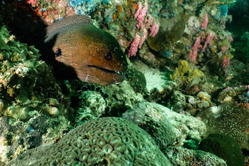 Wall Mural - Moray eel