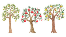Beautiful Set With Cute Watercolor Fruit Trees. Stock Illustration.