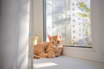  Red teenage (6 months) kitten lies on a white plastic windowsill in sun light
