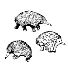 Echidna. Vector  illustration.