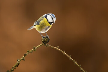 Wall Mural - Eurasian blue tit, cyanistes caeruleus, sitting on twig in autumn nature. Colorful little bird resting on cone in fall. Feathered animal with yellow belly and blue back looking on bough.