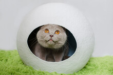 British Cat In White Sphere House.
