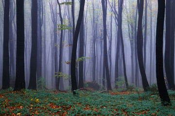 Wall Mural - Mystical autumn landscape. The lawn covered with orange leaves. Foggy forest of the beech trees. The early morning mist. Natural landscape. Free space for text.