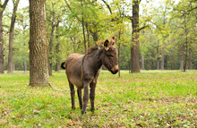 Cute Donkey In The Pasture