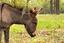 Cute Donkey In The Pasture