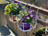 Decorative flower pots with spring flowers viola cornuta in vibrant violet and yellow color, purple pansies in the pot hanging on a balcony fence