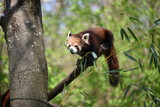 Fototapeta Zwierzęta - Panda