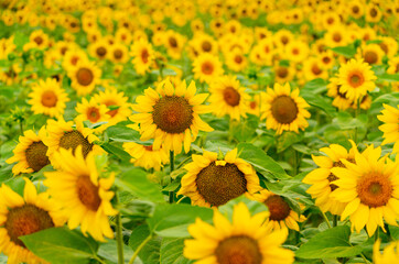  Sunflowers blooming in the field