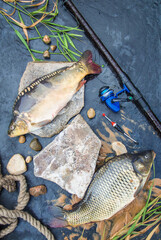 Fresh catch, fish carp with fishing rod