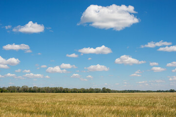 a hot summer day with a blue sky over a field of Golden wheat