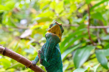 Sticker - A chameleon on a branch in the rainforest of Madagascar