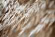 Reed bed close up