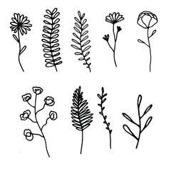 Poster - Flower digital drawing. Herbs. Plant. Simple illustration. Collection. Vector image. 