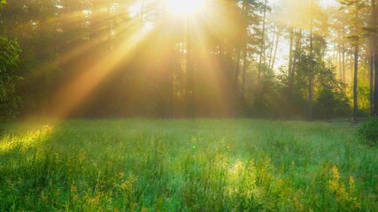 Aufkleber - Spacious green glade in the forest is illuminated by the rays of the morning sun, which make their way through the tree branches. Steadicam shot, 4K